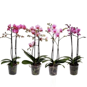 Phal. Multiflora 2-tak 