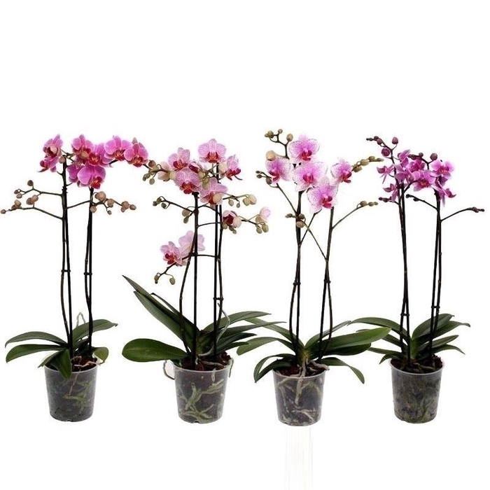 <h4>Phal. Multiflora 2-tak "Tweekleurige roze en lila tinten"</h4>