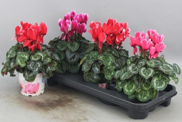 <h4>CYCL GR HALIOS FANT</h4>