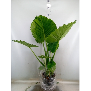Alocasia gageana