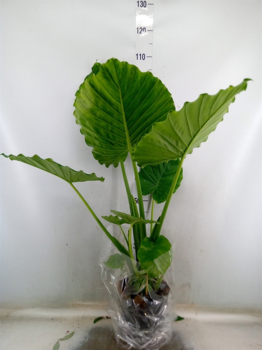 <h4>Alocasia gageana</h4>