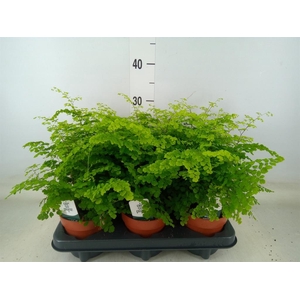 Adiantum raddi. 'Fritz-Luthi'