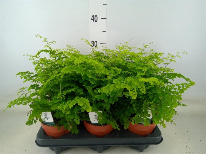 <h4>Adiantum raddi. 'Fritz-Luthi'</h4>