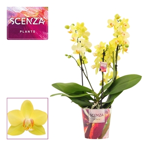 Phalaenopsis dazzling Albenga 3-4 tak (Scenza)