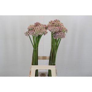 Allium Silverspring