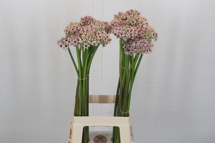 <h4>Allium Silverspring</h4>