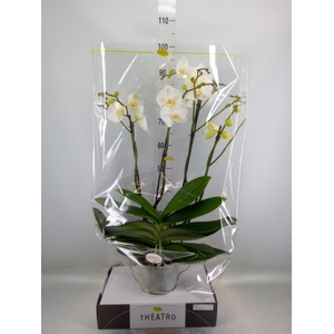 Phalaenopsis   ...white