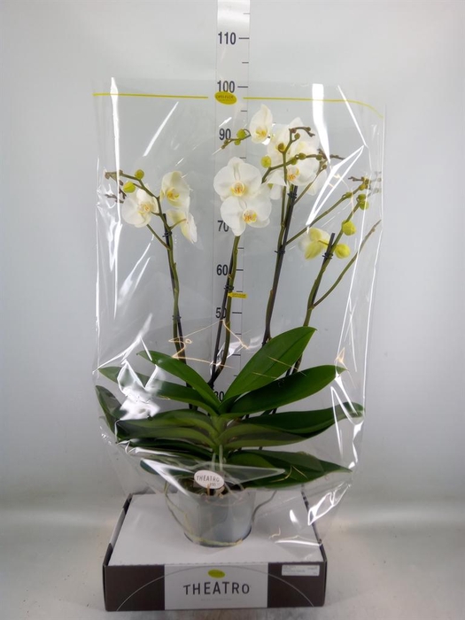<h4>Phalaenopsis   ...white</h4>