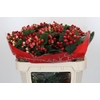 Hypericum True Romance Spray