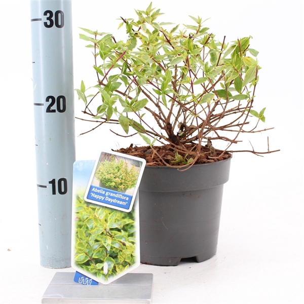 <h4>Abelia grandiflora 'Happy Daydream'</h4>