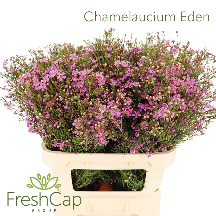 <h4>Chamelaucium Eden</h4>