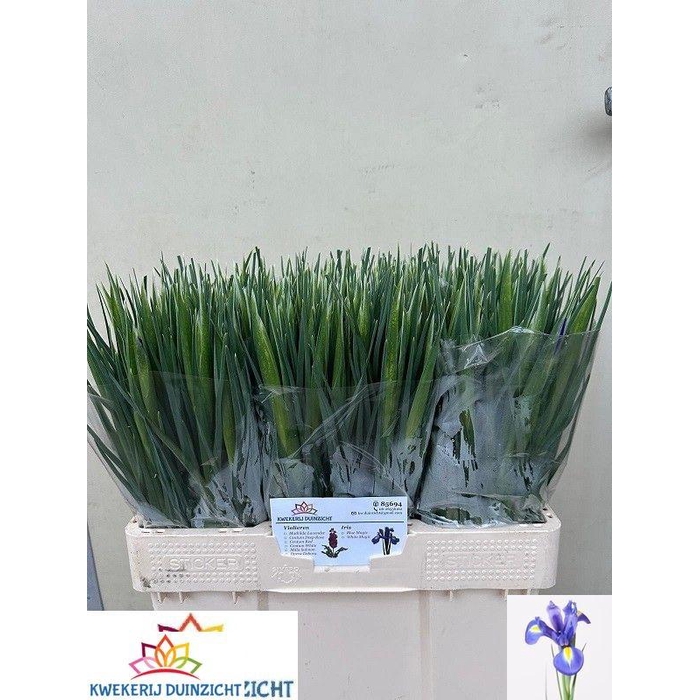 <h4>IRIS BLUE MAGIC</h4>