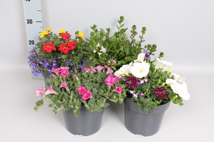 Perkplanten 19 cm Argyranthemum