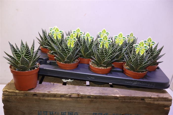 <h4>arr8 Aloe Tiki Tahi</h4>