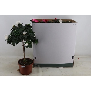 RHODO OV