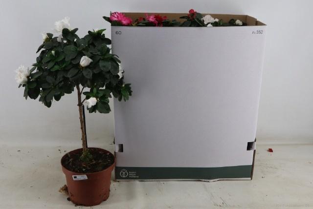 <h4>RHODO OV</h4>
