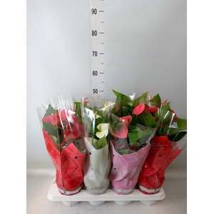 Anthurium   ...mix 4