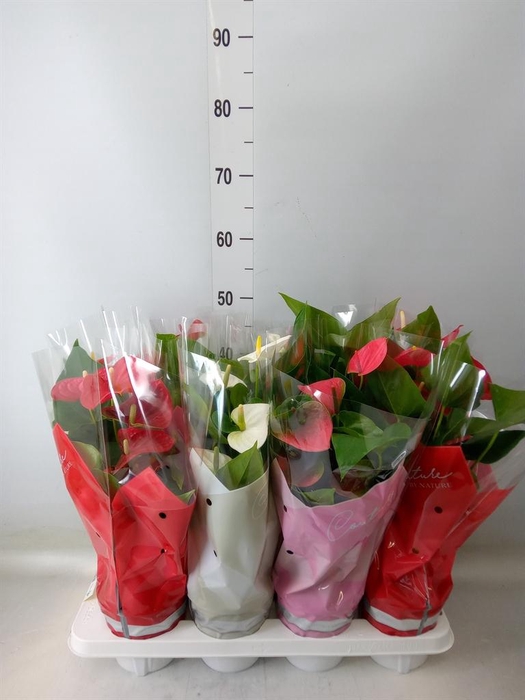 <h4>Anthurium   ...mix 4</h4>