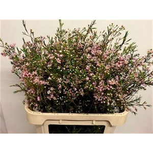 Chame Un Early Nir Light Pink 80cm