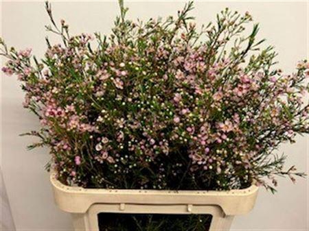 <h4>Chame Un Early Nir Light Pink 80cm</h4>