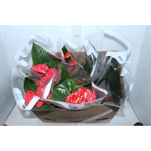 ANTHURIUM VARIADO P17