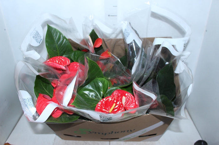 <h4>ANTHURIUM VARIADO P17</h4>