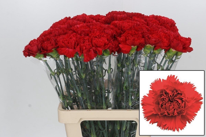 <h4>DI ST ARONA</h4>