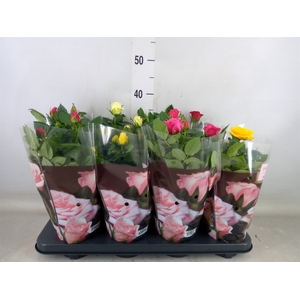 Rosa  'Patio-Hit'   ...mix