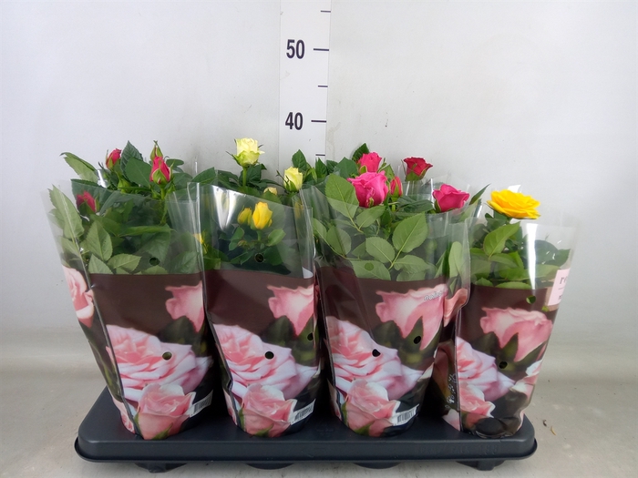 <h4>Rosa  'Patio-Hit'   ...mix</h4>