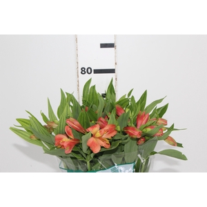 ALSTROEMERIA CHEERIO 080 CM