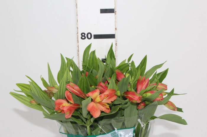 <h4>ALSTROEMERIA CHEERIO 080 CM</h4>
