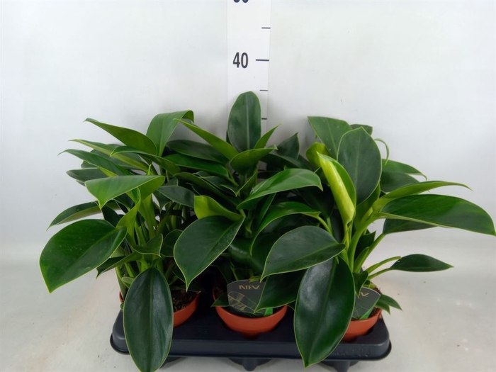 <h4>Philodendron  'Green Princess'</h4>