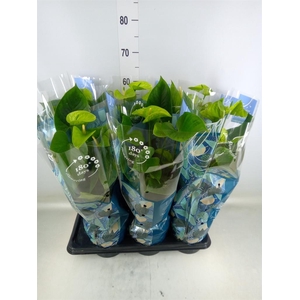 Anthurium andr. 'Vanilla'