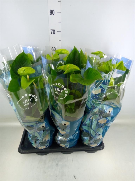 <h4>Anthurium andr. 'Vanilla'</h4>