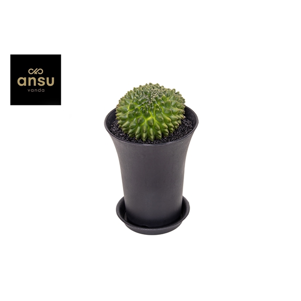 <h4>Gymno Cactus 'Spineless' XXL</h4>