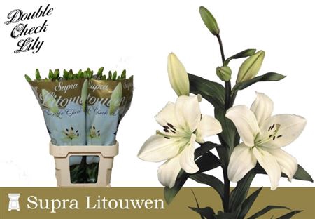 <h4>Li La Litouwen</h4>