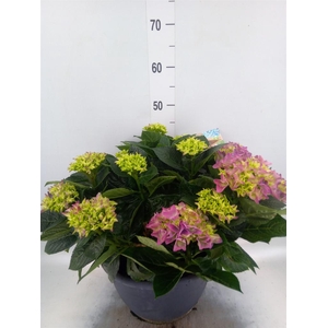 Hydrangea mac.