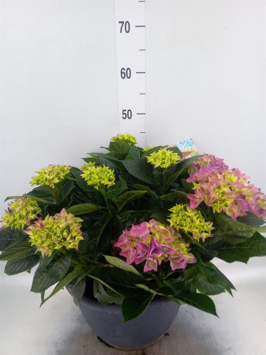 <h4>Hydrangea mac.</h4>