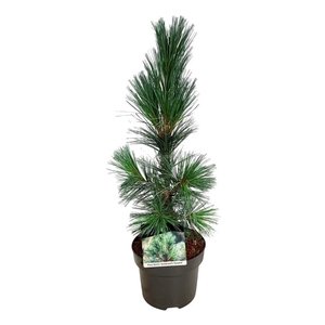 Pinus flex. 'Vanderwolf's Pyramid'