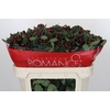 Hypericum Rocky Romance Spray