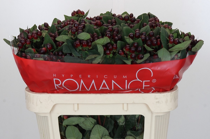Hypericum Rocky Romance Spray