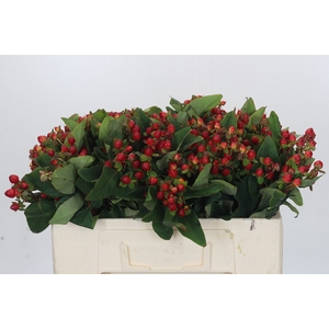 Hypericum Magical Triumph