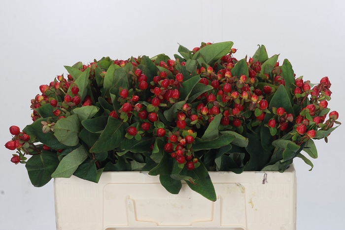 <h4>Hypericum Magical Triumph</h4>