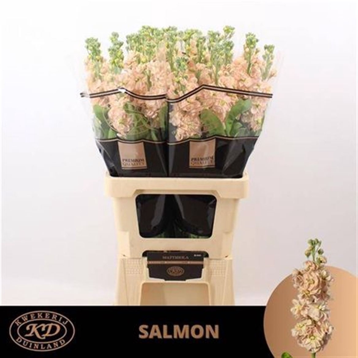 <h4>Matth Milla Salmon</h4>
