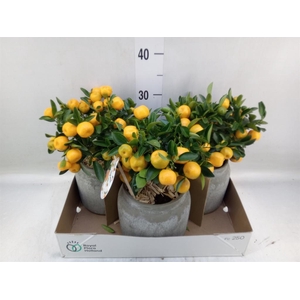 Arr.   Tuinplanten H%