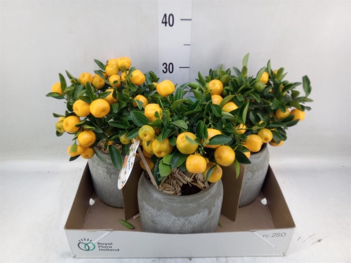 <h4>Arr.   Tuinplanten H%</h4>