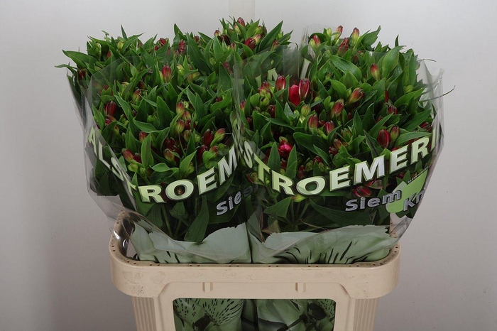 <h4>Alst Fl Noa</h4>