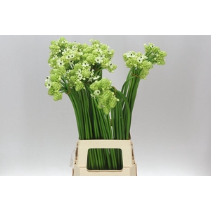 Ornithogalum Saundersiae