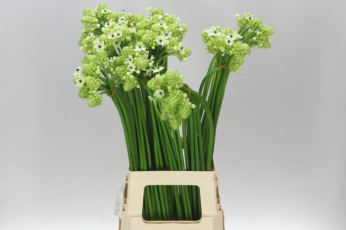 <h4>Ornithogalum Saundersiae</h4>