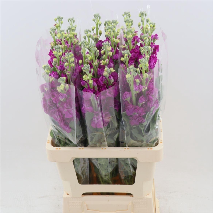<h4>Matthiola Iron Rose | Extra</h4>